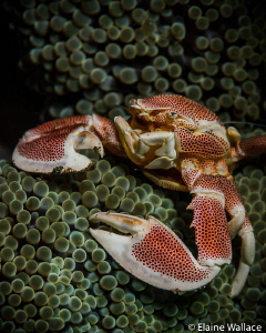 Porcelain crab in Lembeh by Elaine Wallace 